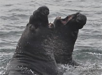 ElephantSealsM7 by CMaParsons