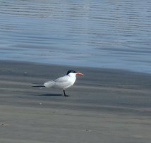 CaspianTern by CMaParsons