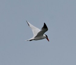 CaspianTern2 by CMaParsons