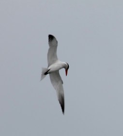 CaspianTern3 by CMaParsons