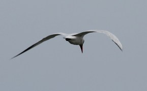 CaspianTern5 by CMaParsons