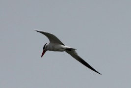 CaspianTern6 by CMaParsons