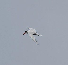 CaspianTern7 by CMaParsons