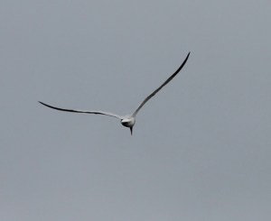 CaspianTern8 by CMaParsons