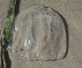 Scrippsia by CMaParsons