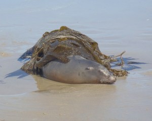 Stranded sea lion2 by CMaParsons