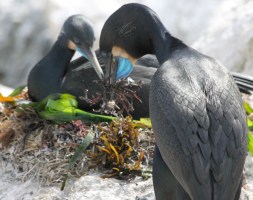 CormorantsNesting