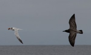 Tern+Gull1