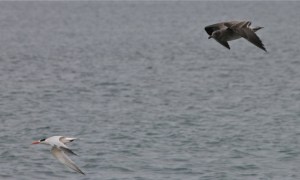 Tern+Gull2