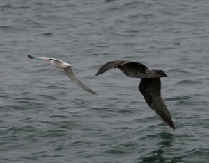 Tern+Gull3