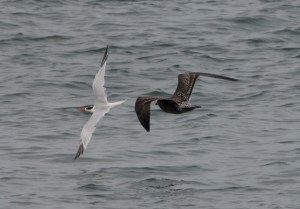 Tern+Gull5