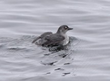 Photo by Sophie Webb / NOAA SWFSC