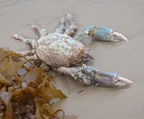 Sheep Crab by CMaParsons