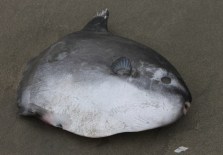 Mola on Beach by CMaParsons