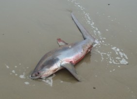 Thresher Shark by CMaParsons