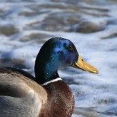 Mallard2