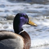 Mallard3