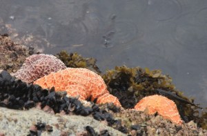 SeaStars1