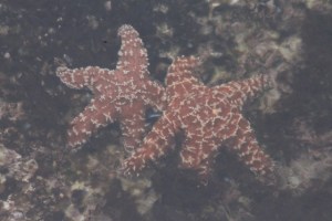 SeaStars2