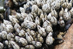 Barnacles