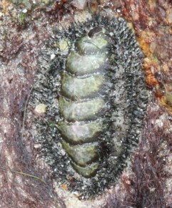 Chiton