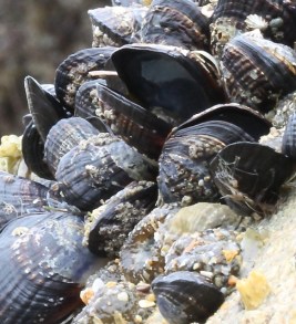 Mussels