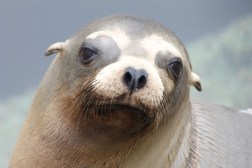 Cali sea lion