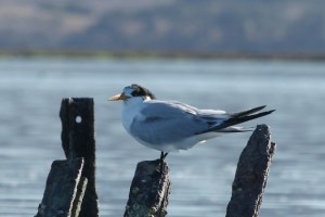 Elegant Tern