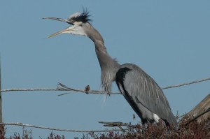Great Blue Heron