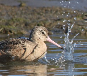 Marbled Godwit