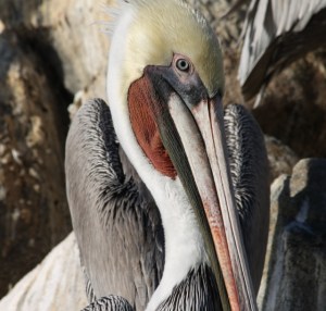 Brown Pelican