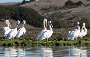 White Pelican