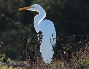 Great Egret