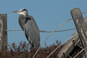 Great Blue Heron