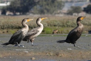 Double-crested Cormorant
