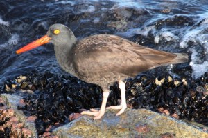 BlackOystercatcher by CMP