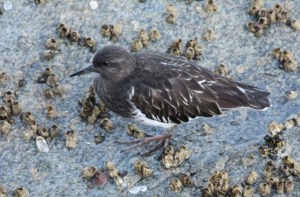 BlackTurnstone by CMP