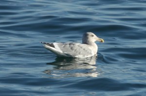 GlaucousWingedGull by CMP