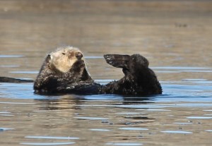 SeaOtter CMP10_31_15