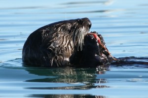 SeaOtter2 CMP10_31_15