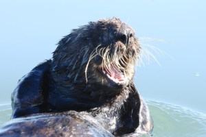SeaOtter4 CMP10_31_15