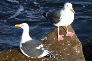 WesternGulls byCMP