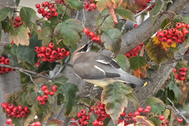 HolidayCedarWaxwing