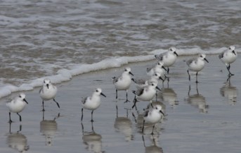 Sanderling2