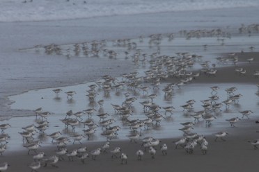 Sanderling4