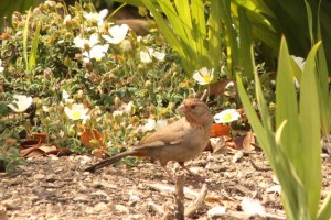 California Towhee