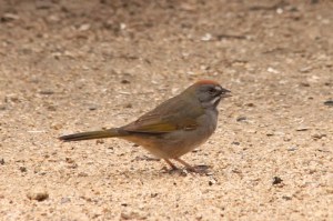 Green-tailed Towhee