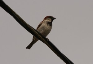 House Sparrow