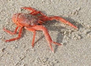 RedCrabClUp CMaParsons