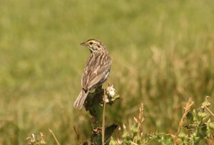 SavannahSparrow